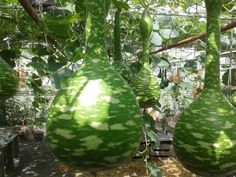 several large watermelons hanging from a tree in a greenhouse