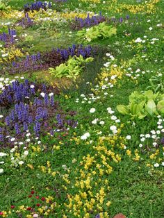 an assortment of flowers and plants in a field