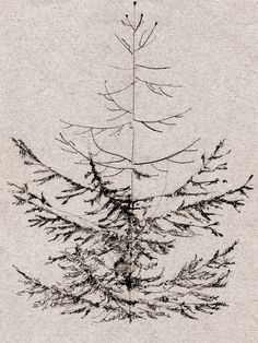 a black and white photo of a pine tree with needles on it's branches