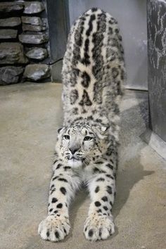 a white and black snow leopard laying on the ground