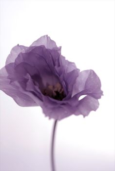 a single purple flower on a white background