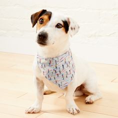 a dog sitting on the floor wearing a bandana