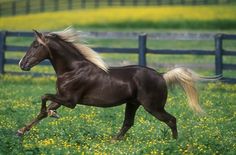 a brown horse galloping through a green field with yellow flowers in the foreground