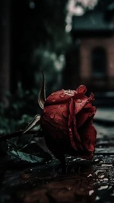 a single red rose sitting on top of a wet ground next to a building and trees