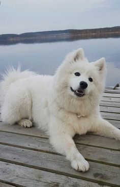 a large white dog laying on top of a wooden dock