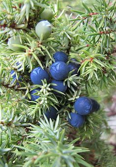 blue berries are growing on the branches of a tree