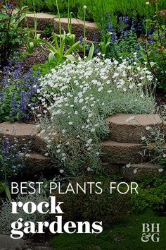 the best plants for rock gardens