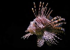 a close up of a lionfish on a black background