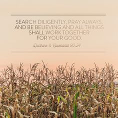 an image of a corn field with the words, search dilgentity, pray always and be believing and all things shall work together for your good