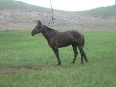 a brown horse standing on top of a lush green field next to a hill covered in dirt