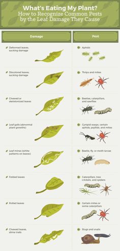 the different types of plants that are in this info sheet, which includes information on how to