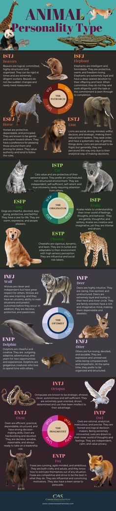 Your Animal Myers-Briggs Personality Type Mbti Animals, Cognitive Functions Mbti, Animal Types, 16 Personality Types, 16 Personalities Test, Dbt Therapy, Different Personality Types, Istp Personality, Infp Personality Type