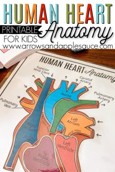 the human heart printable for kids is shown on top of an open book with text overlay