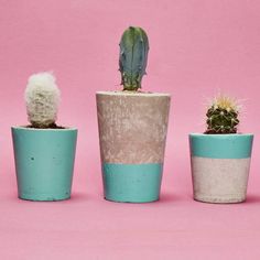 three potted cactus plants on a pink background