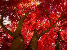 looking up at the tops of two trees with red leaves on them, from below