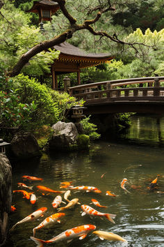 Japanese garden, koi pond, wooden bridge, tranquil scenery, ornamental fish, zen garden, lush greenery, stone lantern, peaceful nature, meditation space, traditional Japanese architecture, koi carp, natural landscape, garden design, cultural beauty, serene environment, water garden, reflective pond, horticulture, Asian flora. Koi Pond Japanese Garden, Japanese Garden With Koi Pond, Koi Fish Pond Aesthetic, Koi Fish Pond Backyard, Bridge In Garden, Japanese Pond Garden, Coy Fish Pond, Koi Pond Aesthetic, Garden With Koi Pond