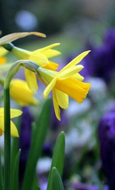 yellow and purple flowers are in the foreground, with white and blue flowers in the background