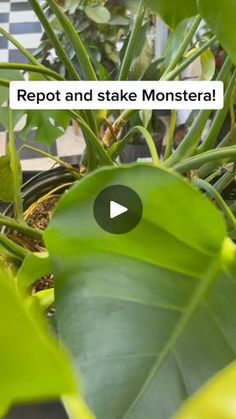 a green plant with the words rept and stake monster on it's screen