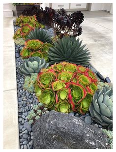 an assortment of succulents and other plants in a rock garden bed on the side of a house