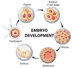 Embryo Development Stages, Human Embryo Development, Embryology Art, Reproduction In Animals, Pregnant Anatomy, Embryo Development, Biology Jokes, Human Life Cycle, Skin Anatomy