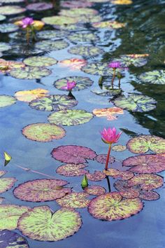 pink water lilies floating on top of lily pads