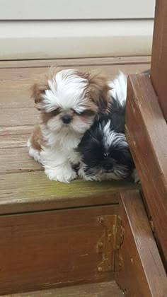 a small brown and white dog sitting on top of a wooden bench next to a door