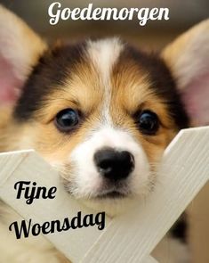 a small dog is holding a sign with the words fine wednesday