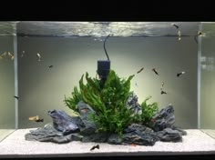 an aquarium filled with lots of green plants and rocks