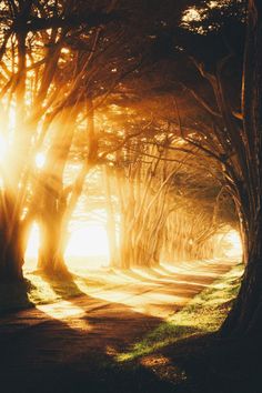 the sun shines through trees on a dirt road