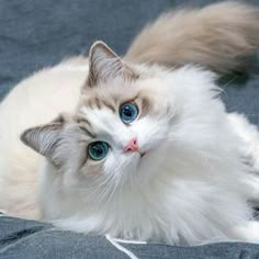 a white cat with blue eyes laying on top of a gray bedding sheet and looking up at the camera