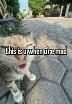 an orange and white cat with it's mouth wide open on the ground, saying this is u when i're mad