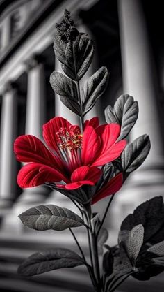 a red flower sitting on top of a leafy plant next to a tall building