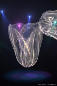 two jelly like objects with bright lights in the background