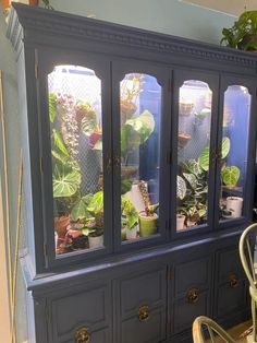 a blue china cabinet with potted plants in it