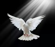 a white dove flying in the air with its wings spread