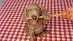 a brown dog sitting on top of a red and white checkered table cloth holding a stick