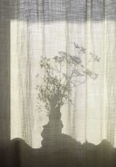 the shadow of a vase with flowers in it on a window sill next to a curtain