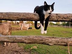 a black and white cat jumping over a log in a fenced in area with other animals