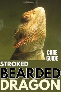 the front cover of a book with an image of a bearded dragon on it's back