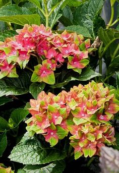 pink and yellow flowers blooming in the middle of some green leaves on a plant