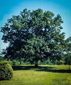 a large tree sitting in the middle of a lush green field