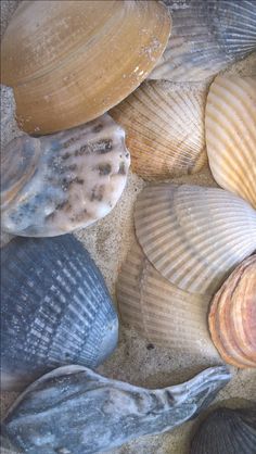 several seashells are laying on the sand together