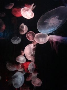 many jellyfish floating in the water at night