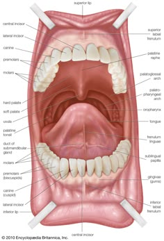 Dental Assistant Study Guide, Soft Palate