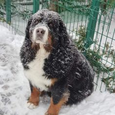 a black and brown dog sitting in the snow next to a wire fence with green posts