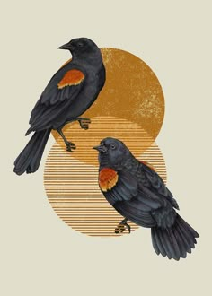 two black birds standing next to each other on top of a brown and yellow circle