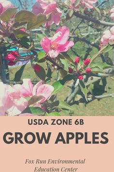 apple tree Johnny Appleseed, Apple Varieties, How To Garden, Not Well, Apple Seeds, Growing Fruit, Fruit Plants, Education Center