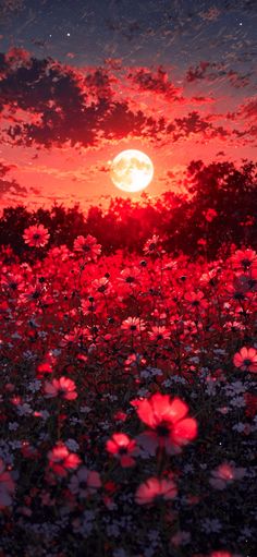 the sun is setting over a field full of flowers