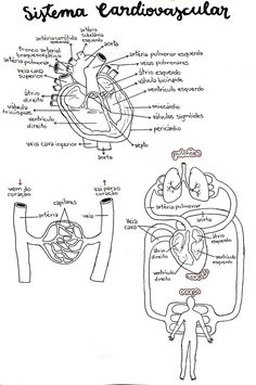 diagram of the human heart and its major vessels, labeled in latina - spanish