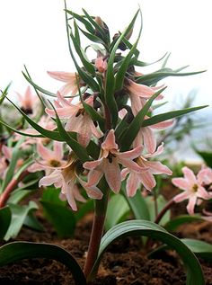 pink flowers are blooming in the dirt near some green leaves and brown soil with white sky in the background